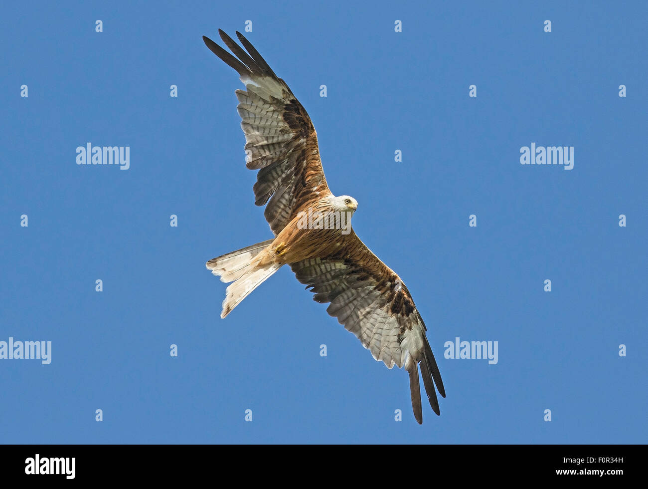 Red Kite hovering over feeding site of Gigrin Farm near Rhayader. Stock Photo