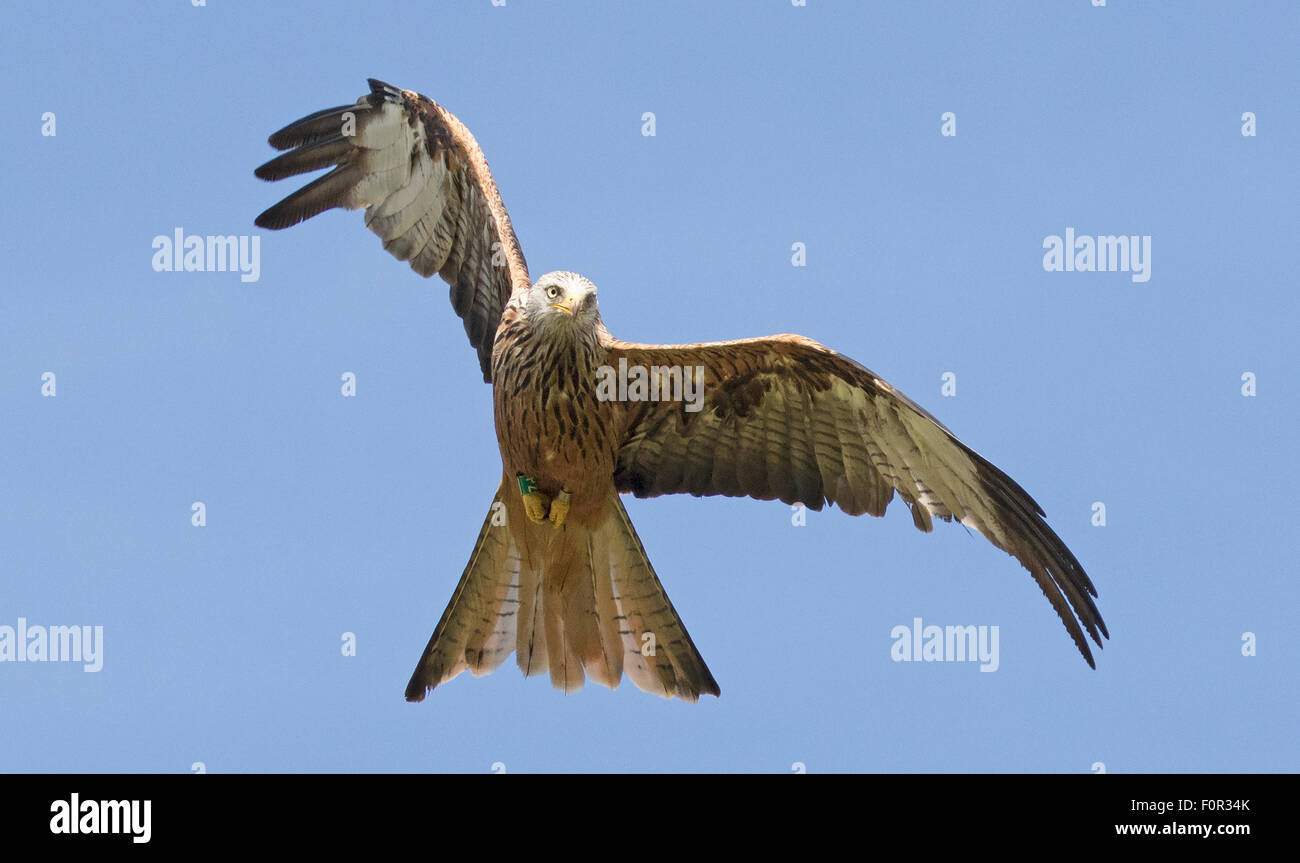 Red Kite manoeuvring into position to look for food on the  ground Stock Photo
