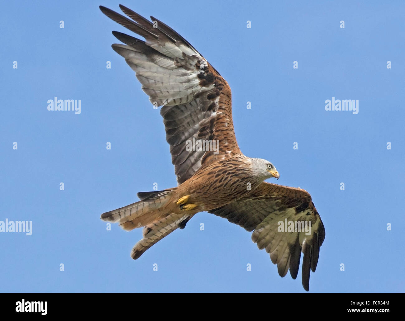 Red Kite flying at an angle over the Welsh countryside in Rhayader Stock Photo