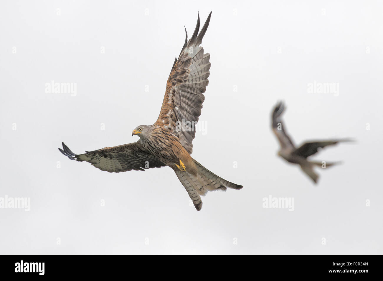 Red Kites soaring above feeding station site at Gigrin Farm in Rhayader, Powys, Mid Wales Stock Photo