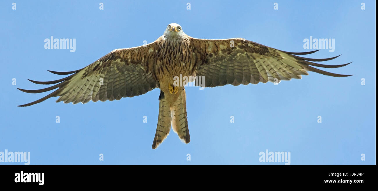 Red Kite Milvus milvus soaring into sky over Welsh countryside Stock Photo