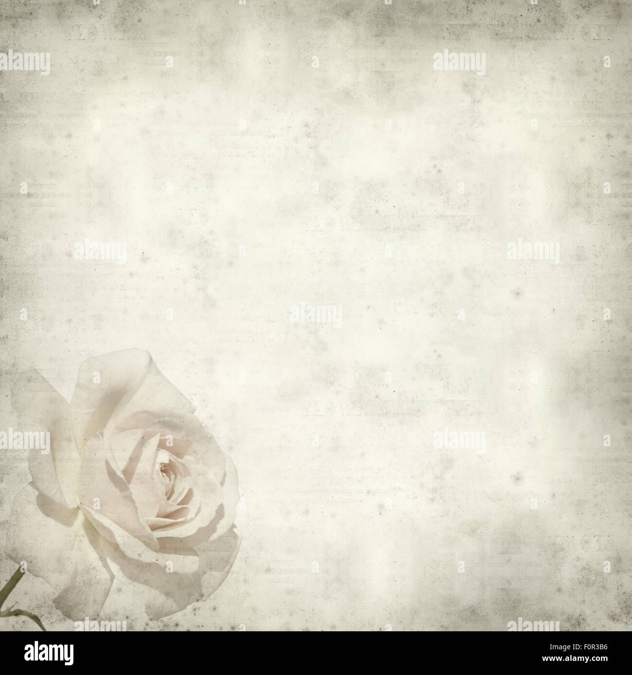 12646 English Roses Wallpaper Images Stock Photos  Vectors  Shutterstock