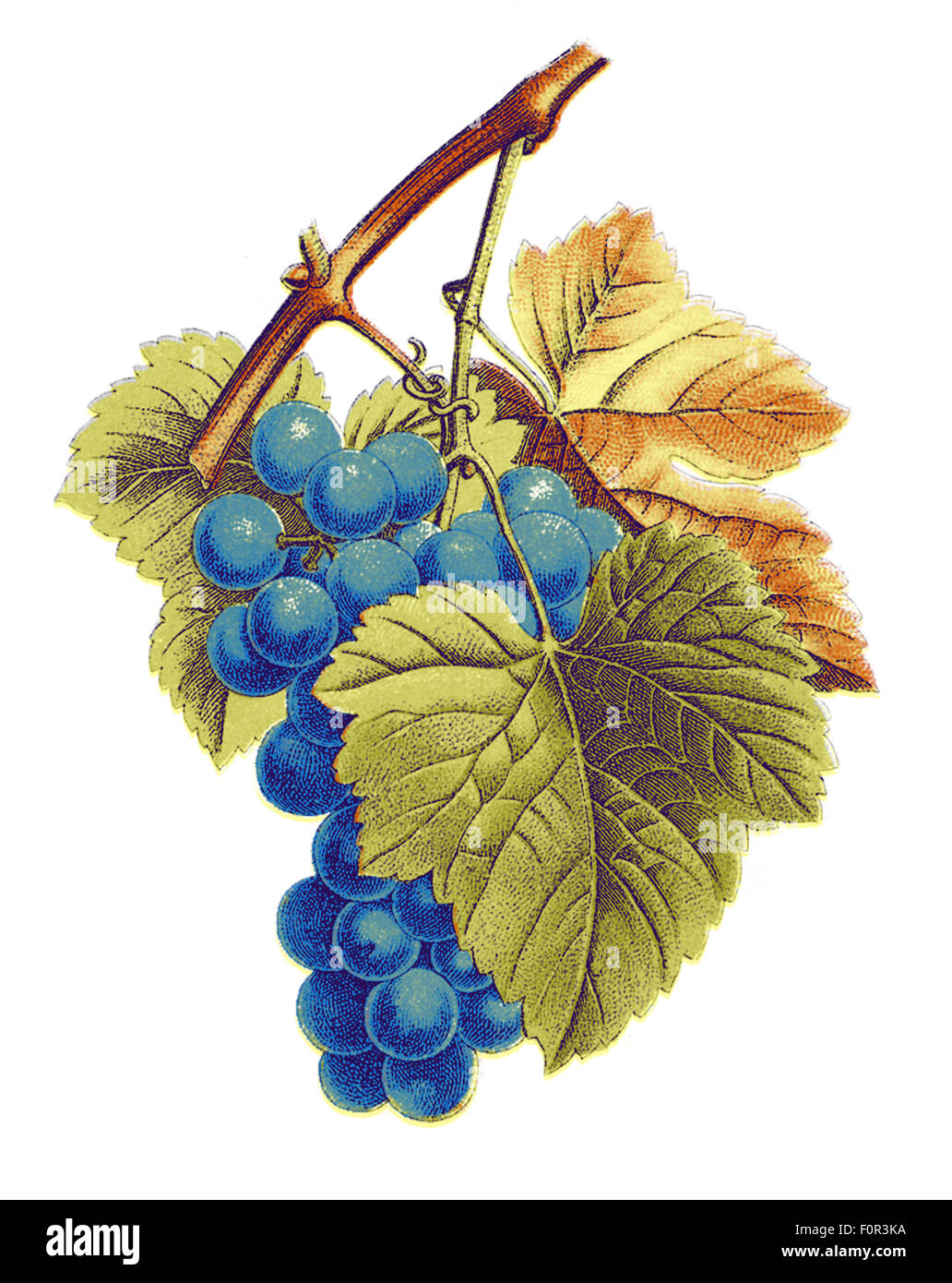 digital illustration based on an ancient botanical specimen (vitis vinifera) and treated as lithography in four colors Stock Photo