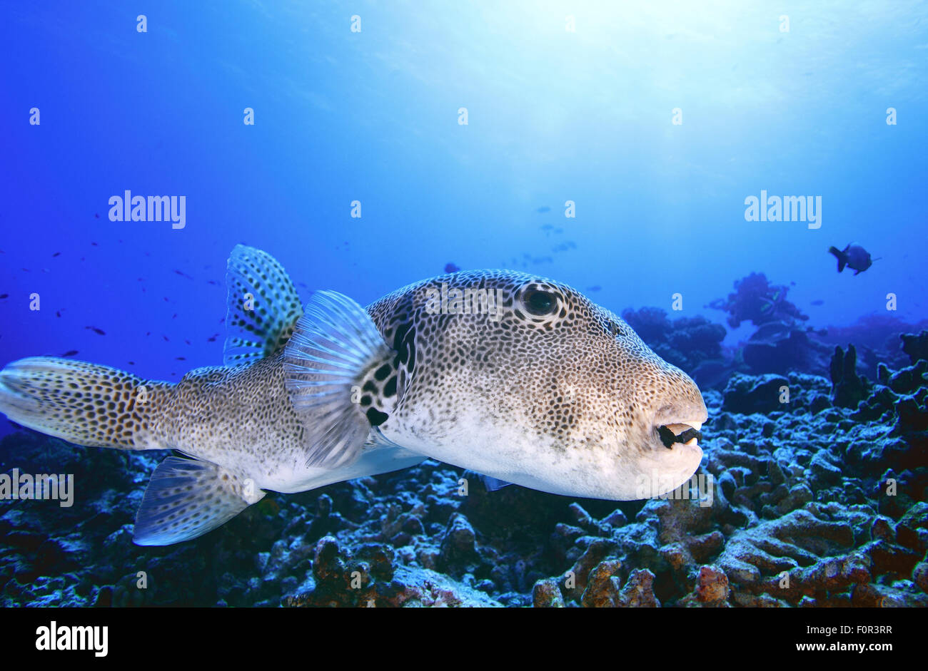 BIG PUFFER FISH SWIMMING ON CORAL REEF IN CLEAR BLUE WATER Stock Photo