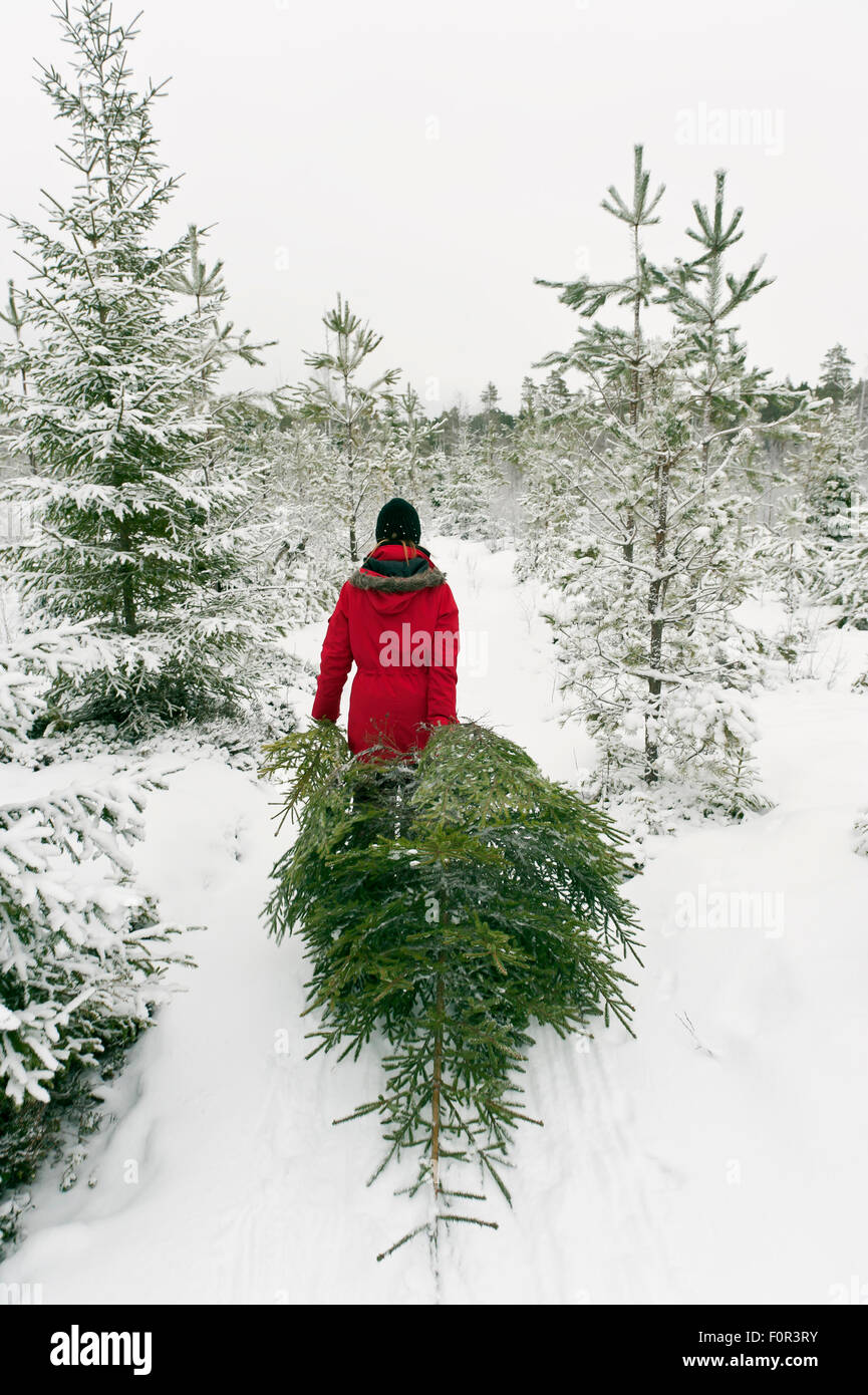 Bringing a Christmas tree from the forest Stock Photo - Alamy