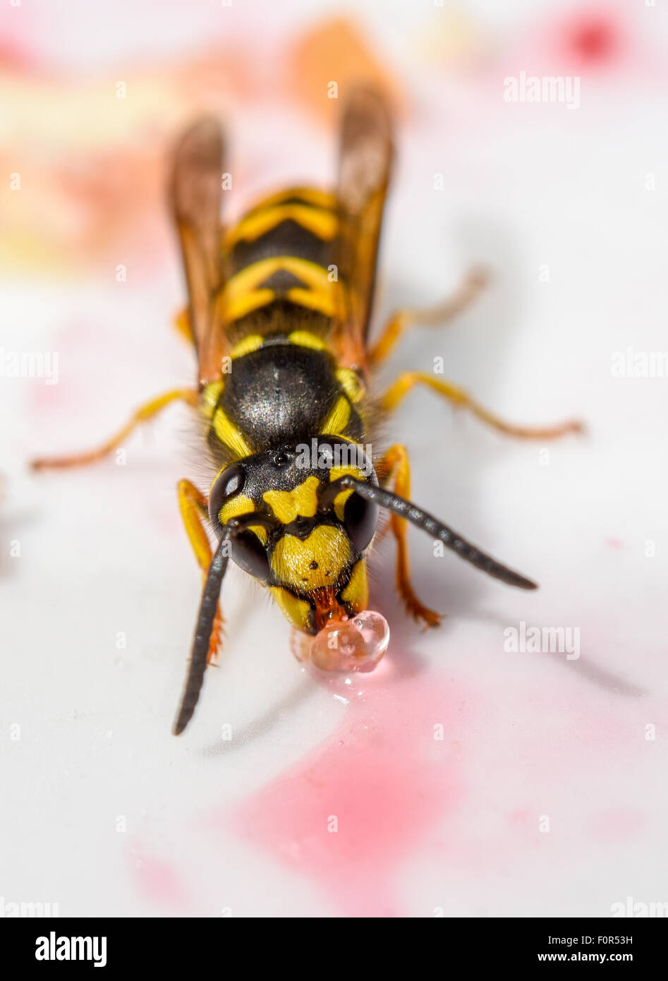 German Wasp (Vespula germanica) drinking sugar water, Germany Stock Photo