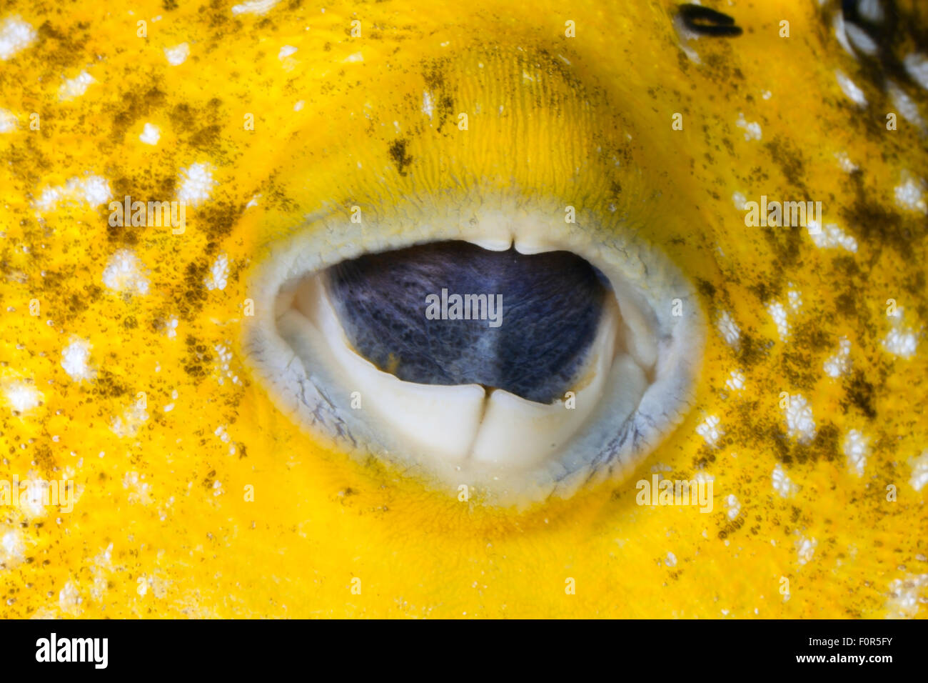 VERY CLOSE-UP VIEW OF YELLOW PUFFER FISH MOUTH Stock Photo