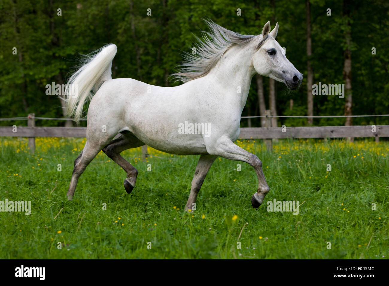 Thoroughbred Arabian horse, white, trotting in a meadow Stock Photo
