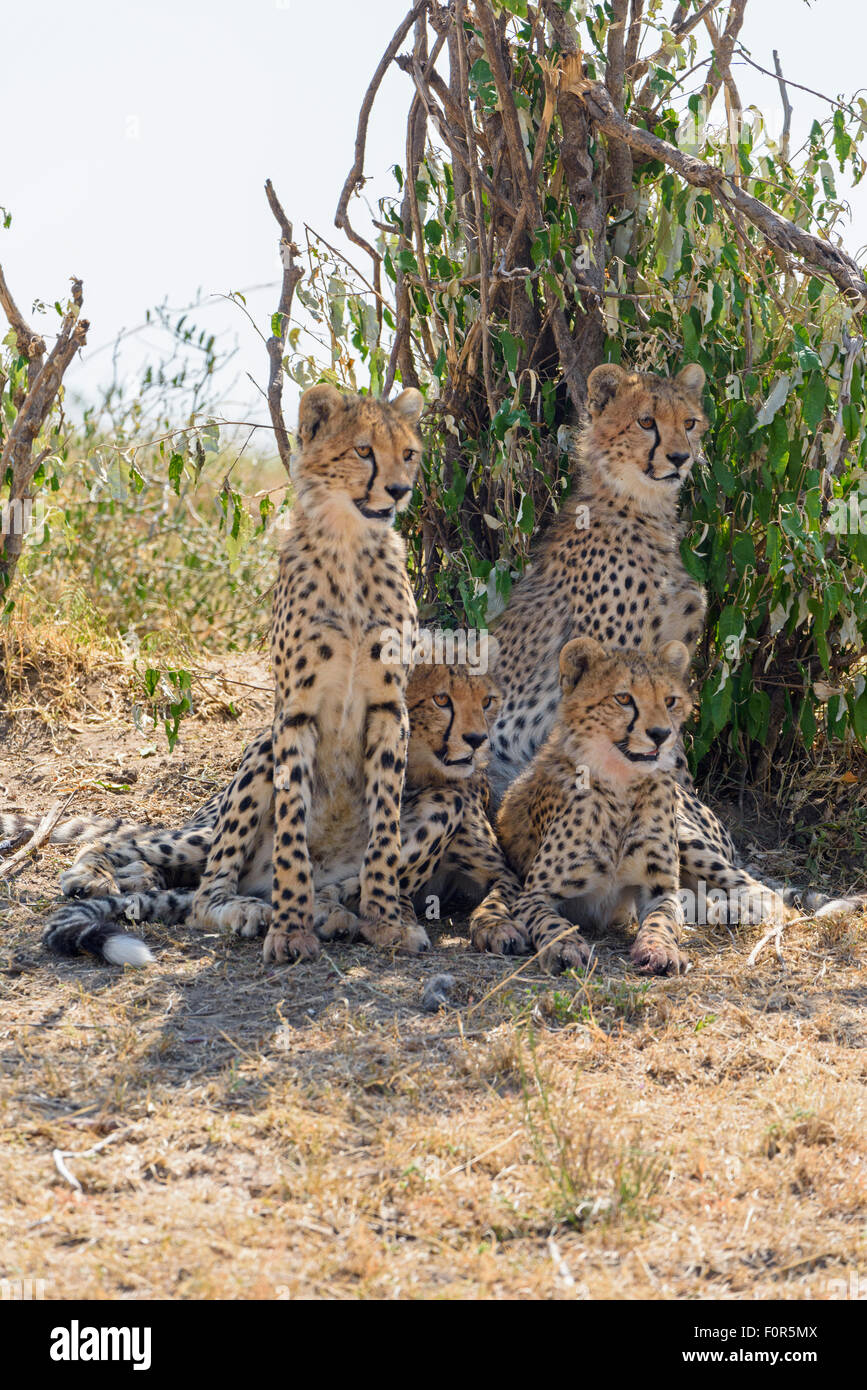 Young cheetahs (Acinonyx jubatus) sitting in the shade, Maasai Mara National Reserve, Narok County, Kenya Stock Photo