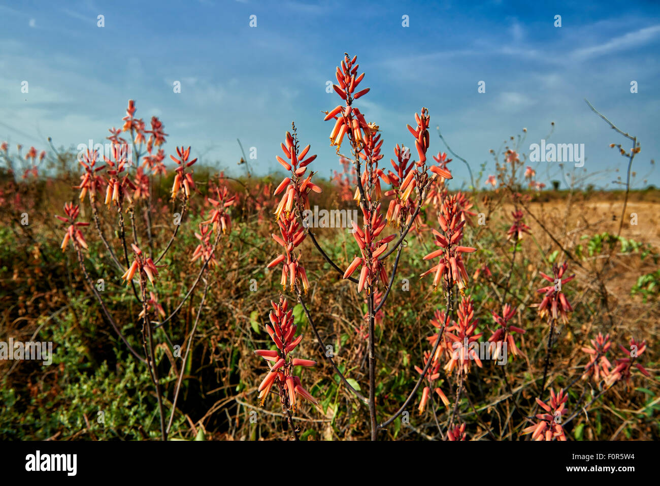 blooming red Aloe Vera, Uganda, Africa Stock Photo