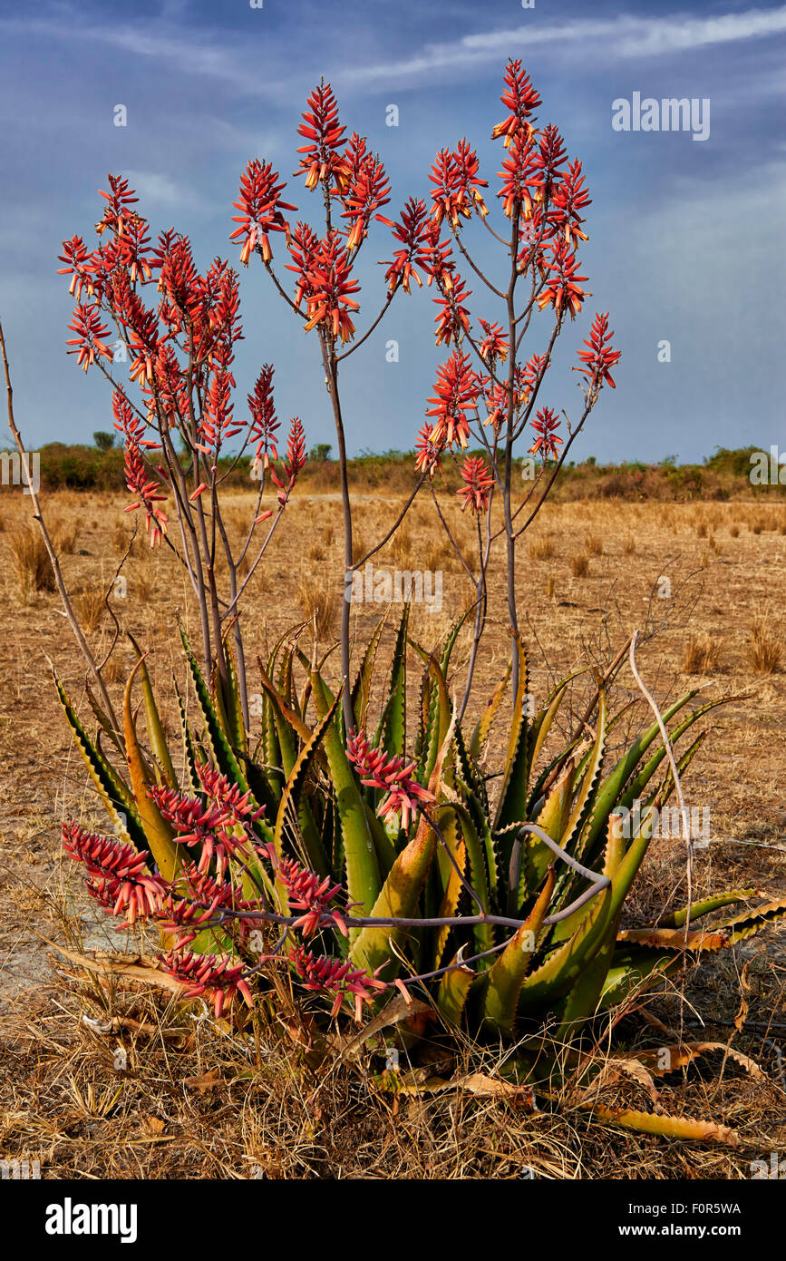 blooming red Aloe Vera, Uganda, Africa Stock Photo