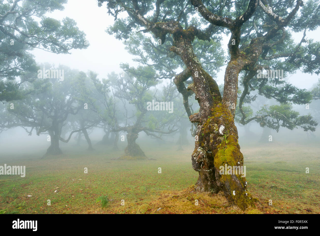 Old laurel forest or Laurissilva Forest, stinkwood (Ocotea foetens) trees in fog, UNESCO World Heritage Site, Fanal, Madeira Stock Photo