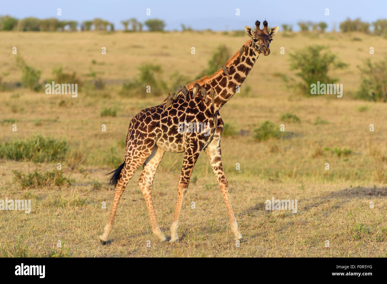 Masai giraffe (Giraffa camelopardalis), young animal with red-billed oxpeckers (Buphagus erythrorhynchus) on its neck Stock Photo