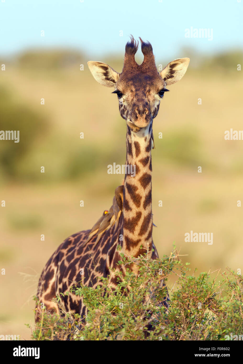 Masai giraffe (Giraffa camelopardalis), young animal with red-billed oxpeckers (Buphagus erythrorhynchus) on its neck Stock Photo