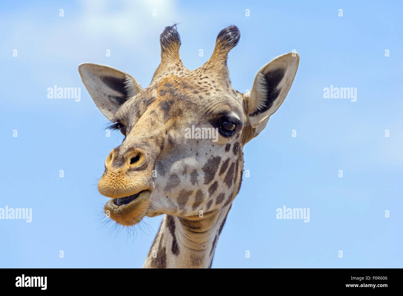 Masai maasai giraffe Stock Vector Images - Alamy