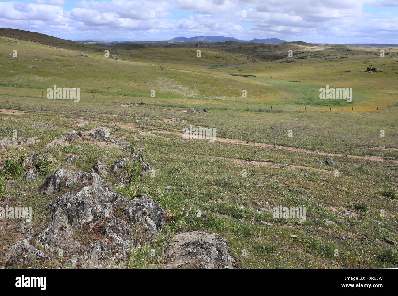 Typical grassland of Extremadura, Spain. Stock Photo