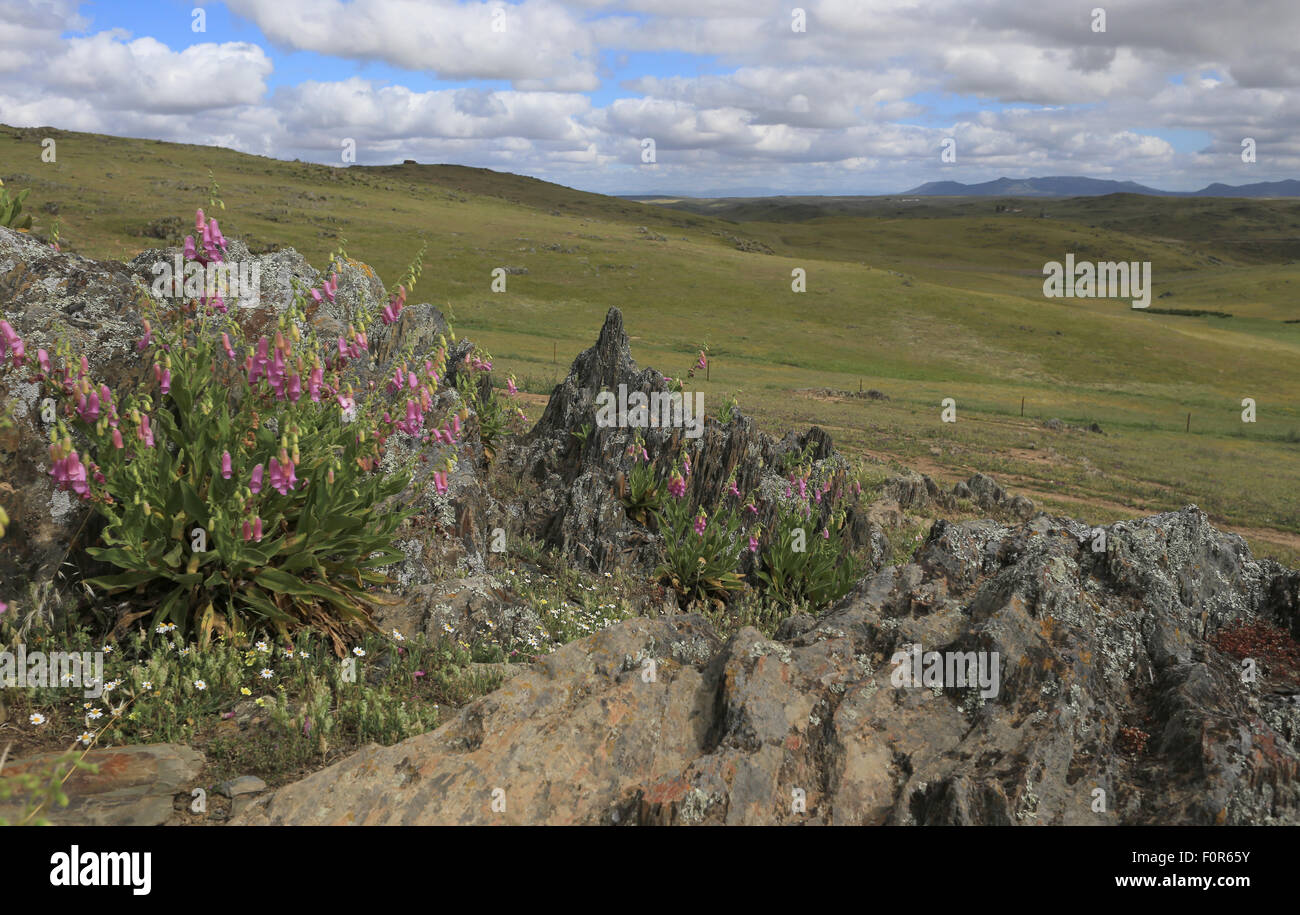 Wild flowers, rocky outcrops and grassland typical of Extremadura, Spain. Stock Photo