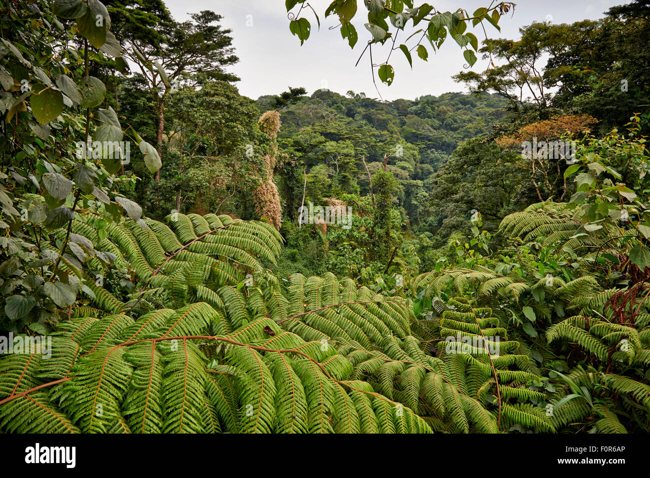 rain forest of Bwindi Impenetrable National Park, Uganda, Africa Stock Photo