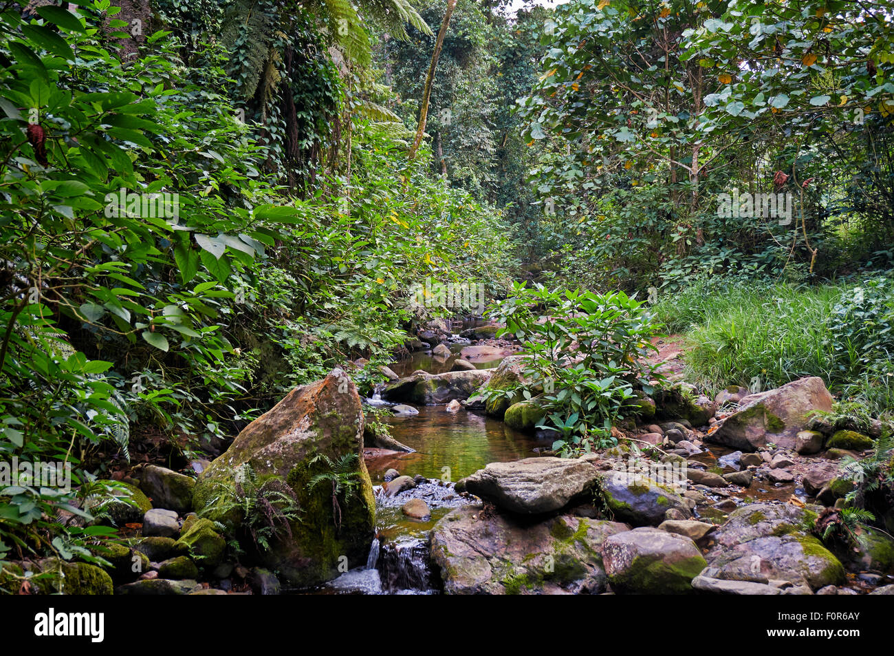 rain forest of Bwindi Impenetrable National Park, Uganda, Africa Stock Photo