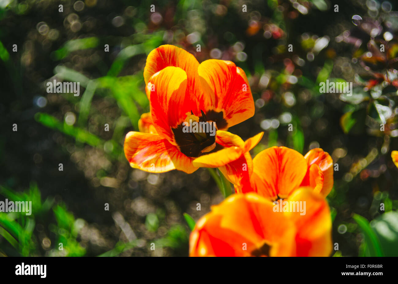 Orange Flowers Stock Photo