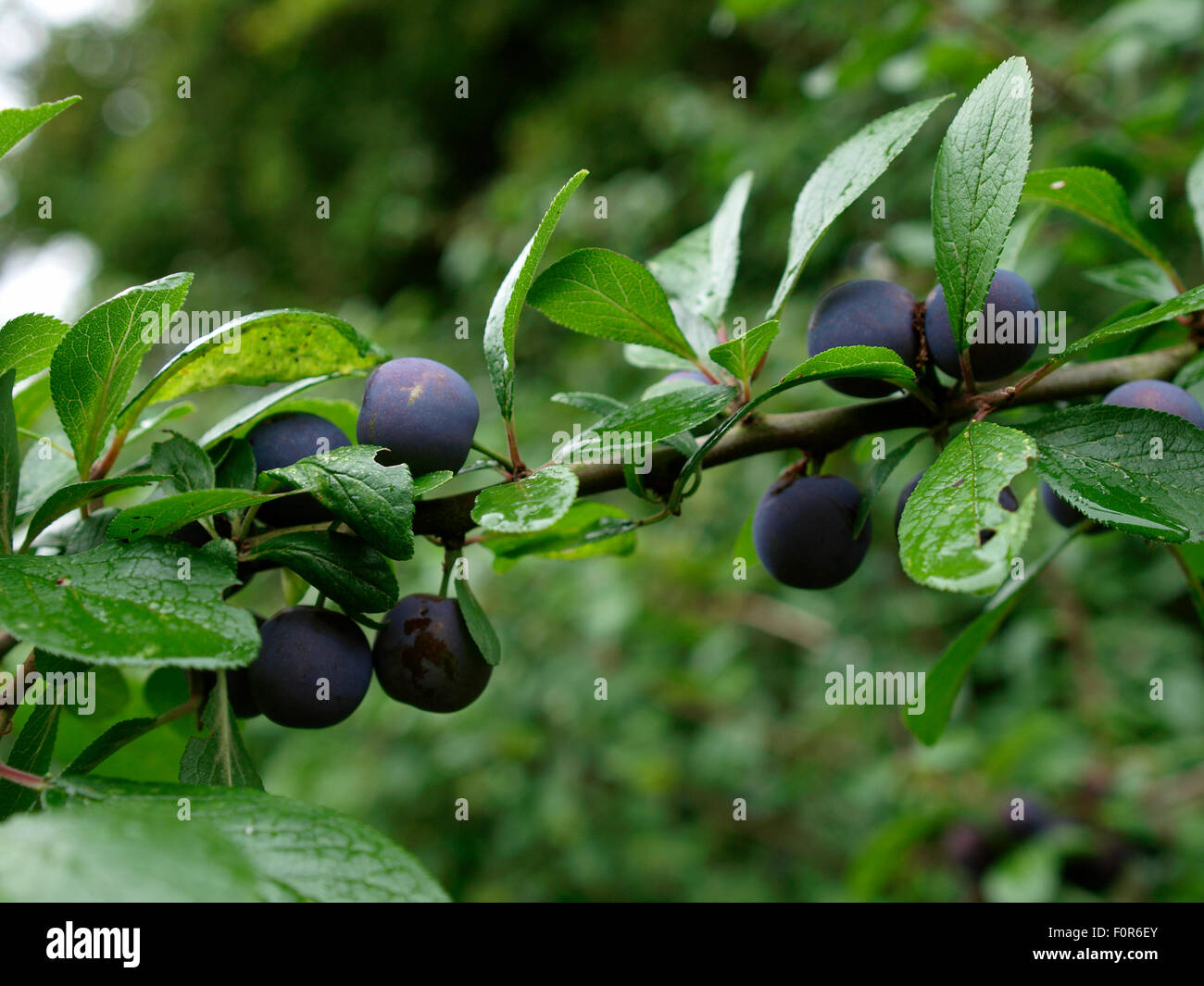 Blackthorn Facts And Health Benefits, 47 OFF