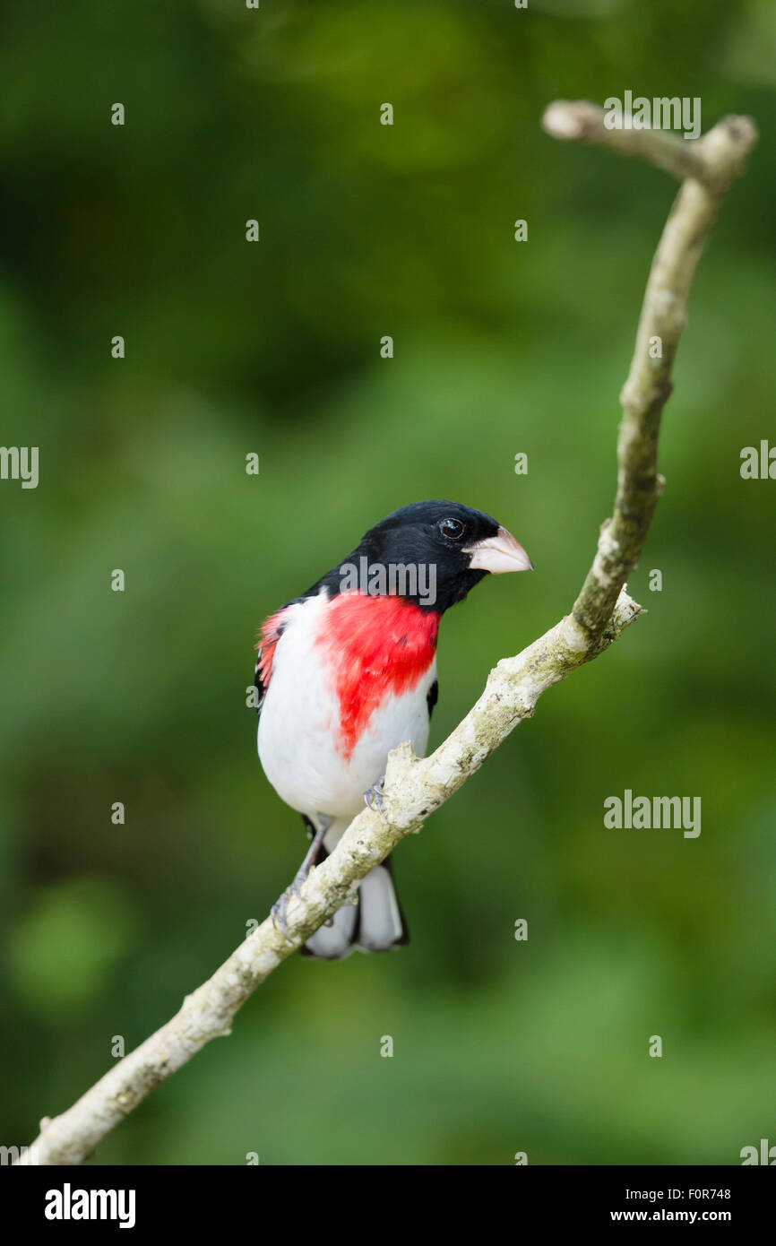 Rose-breasted Grosbeak - male on migration Pheucticus ludovicianus Gulf Coast of Texas, USA BI027155 Stock Photo