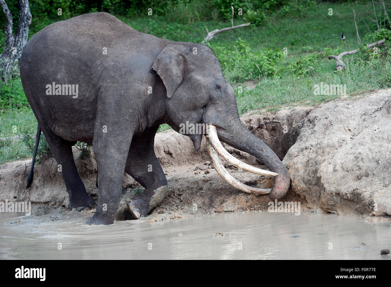 Tusker ( Elephas maximus ) in Bandipur national park Stock Photo - Alamy