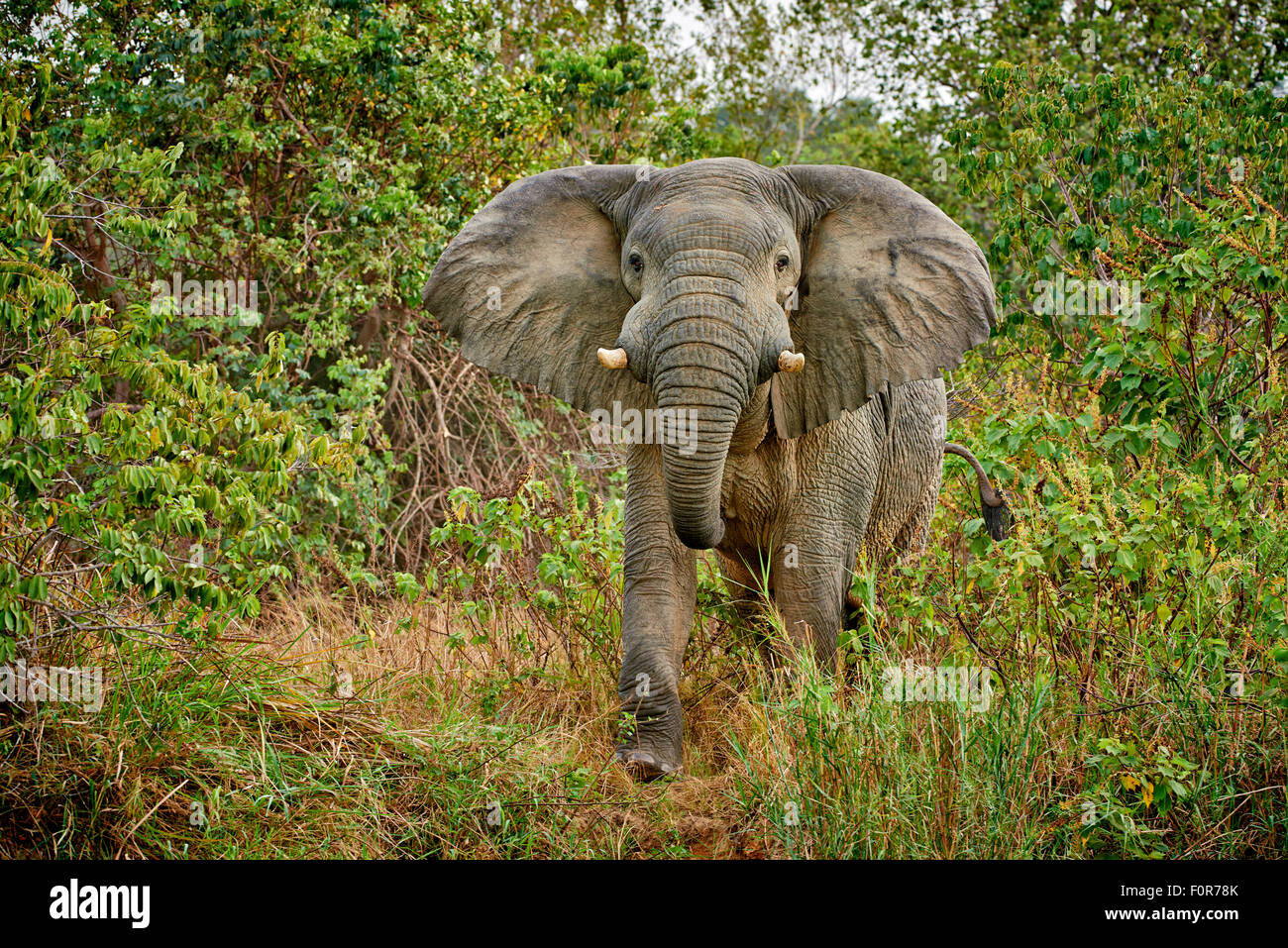 aggressive male African bush elephant, Loxodonta africana, Murchison Falls National Park, Uganda, Africa Stock Photo