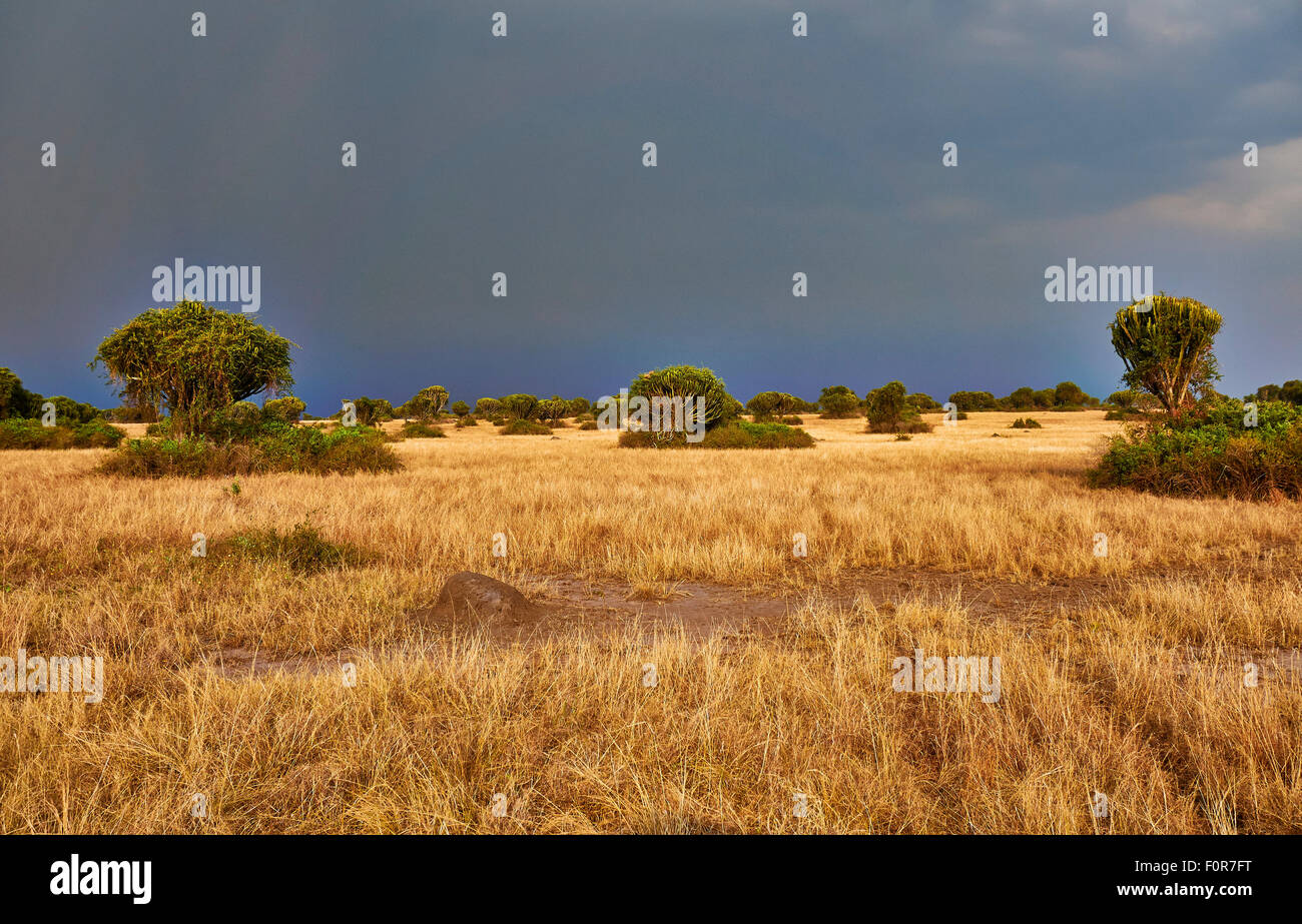 landscape with rain clouds in Queen Elizabeth National Park, Uganda, Africa Stock Photo