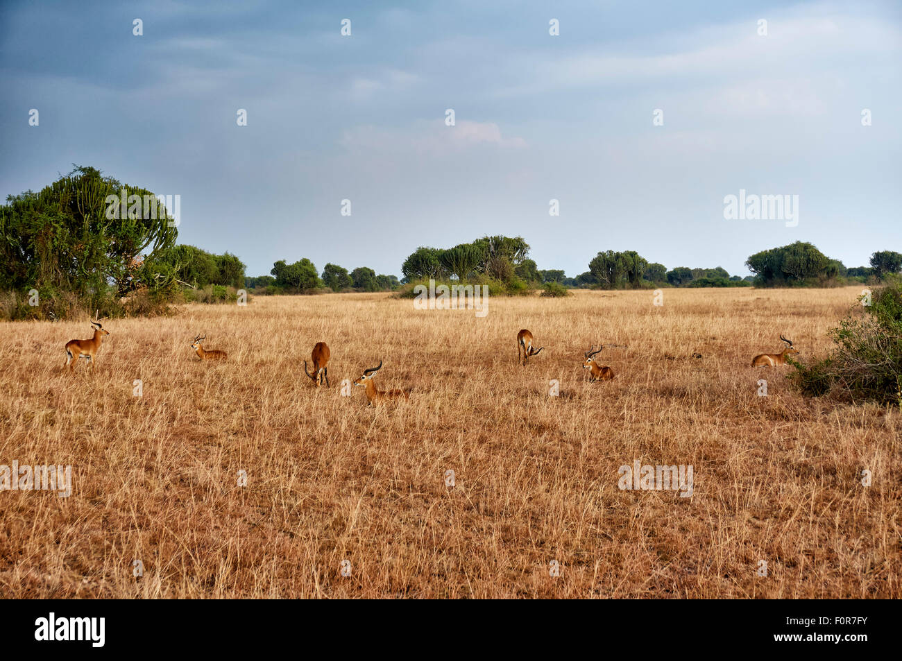 Ugandan kob, Kobus kob thomasi, in landscape of Queen Elizabeth National Park, Uganda, Africa Stock Photo