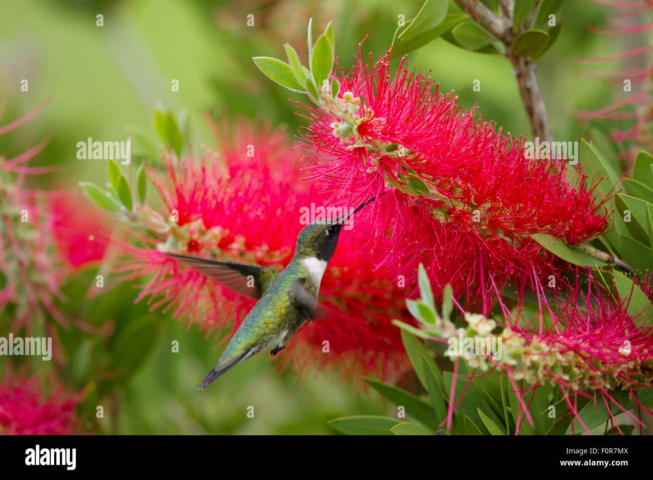 Ruby-throated Hummingbird - male at bottlebrush flower Archilochus colubris Gulf Coast of Texas, USA BI027183 Stock Photo