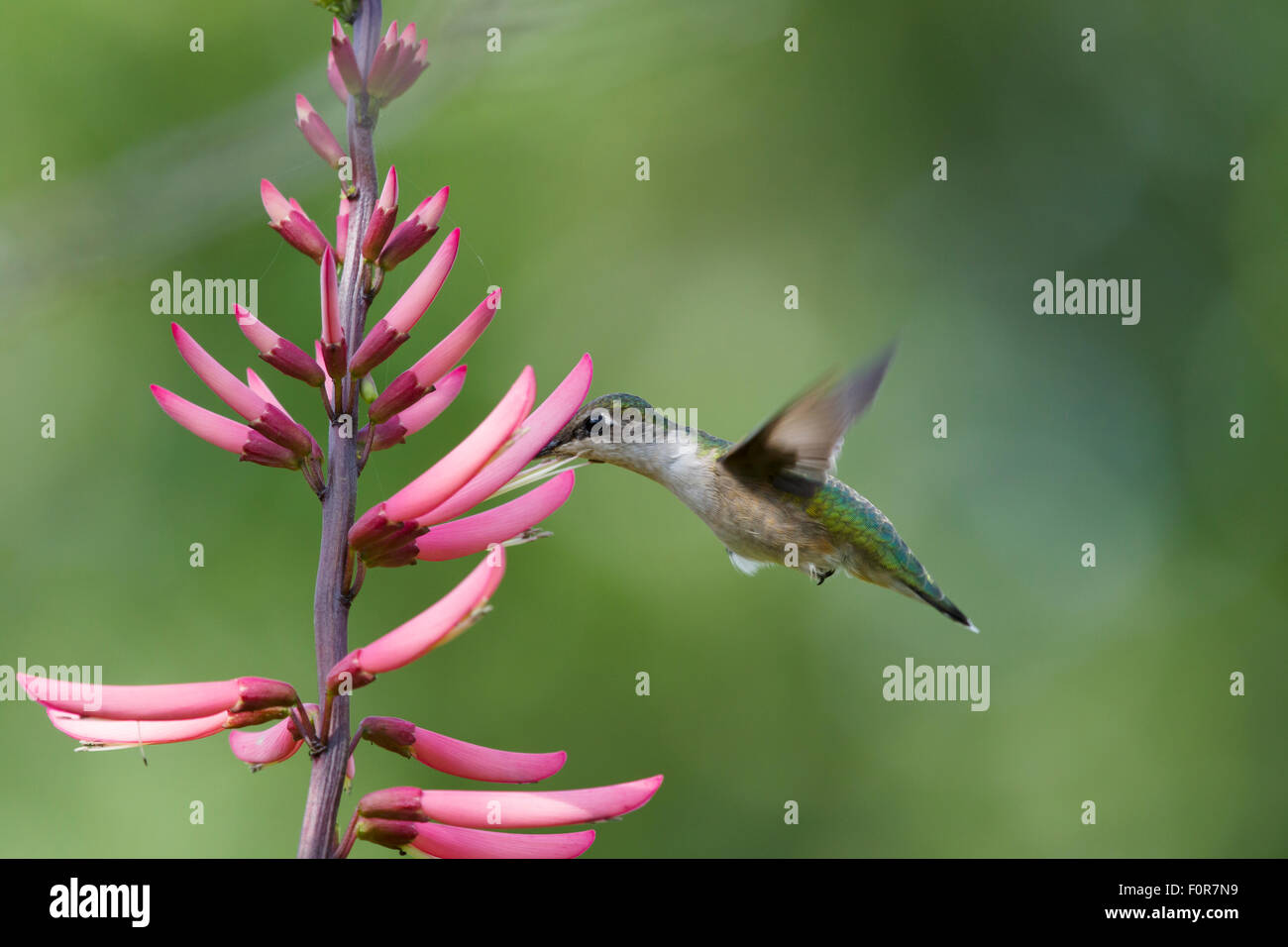 Ruby-throated Hummingbird - female at flower Archilochus colubris Gulf Coast of Texas, USA BI027184 Stock Photo