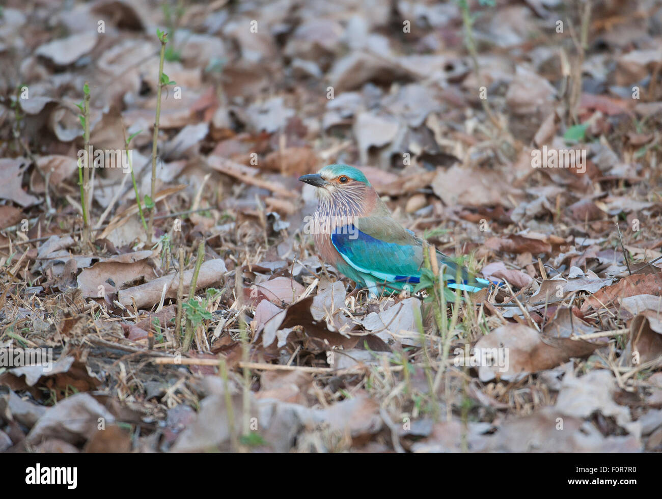 The Indian Roller ( Coracias benghalensis ) in Nagarhole national Park, South India Stock Photo
