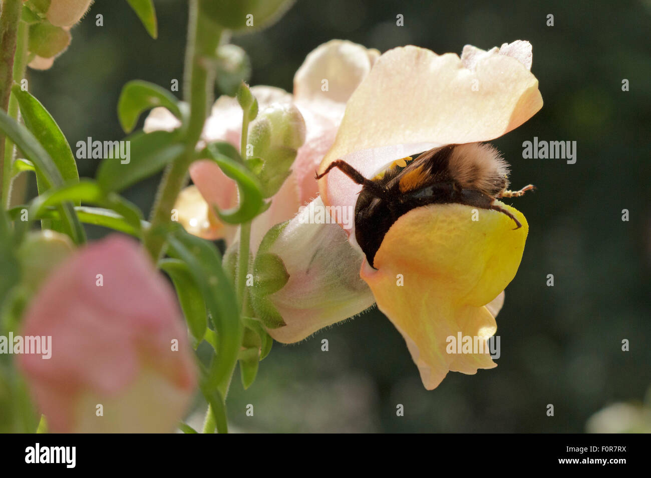 bumblebee in common snapdragon (Antirrhinum majus) Stock Photo