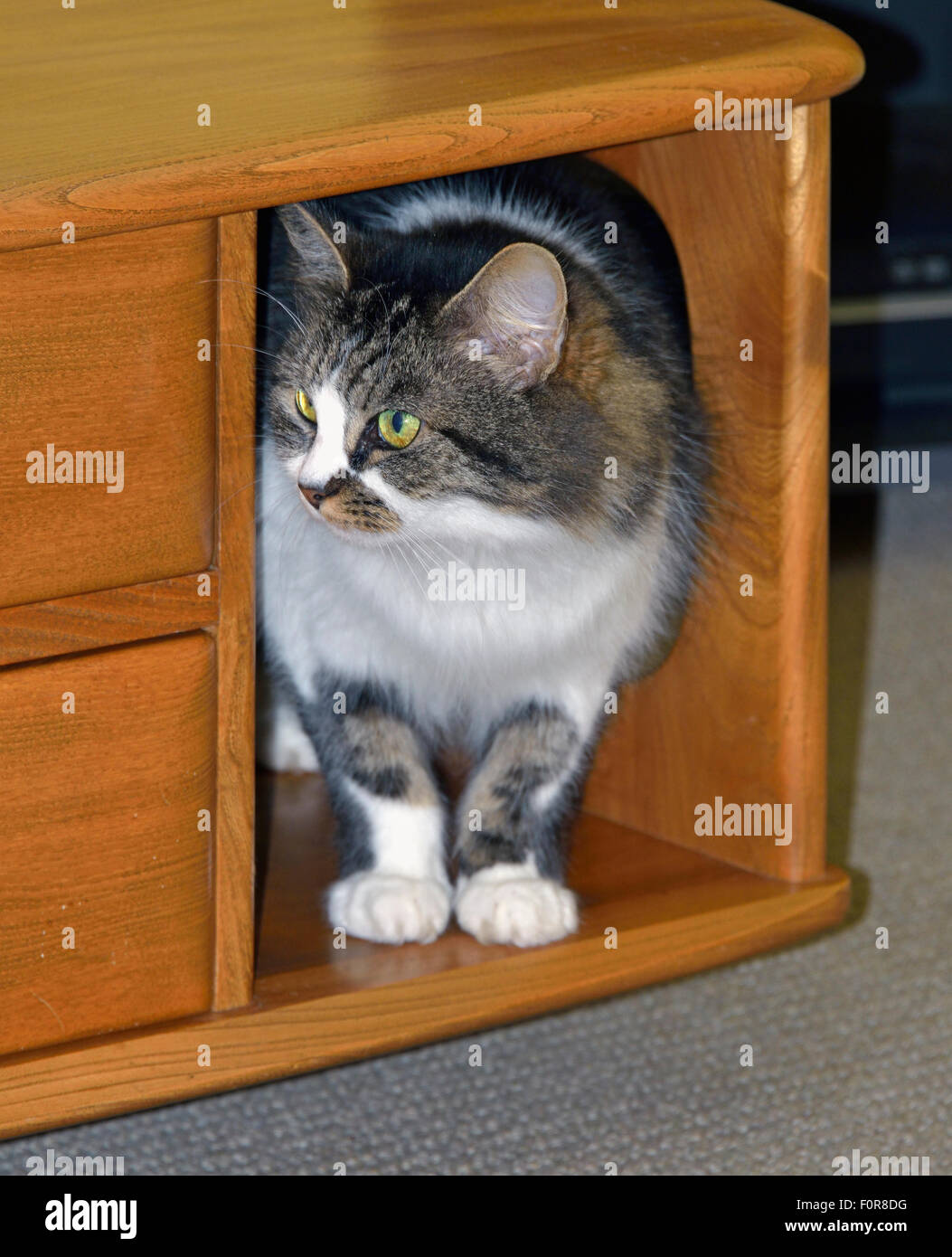 Cat peeping from wooden furniture. Stock Photo