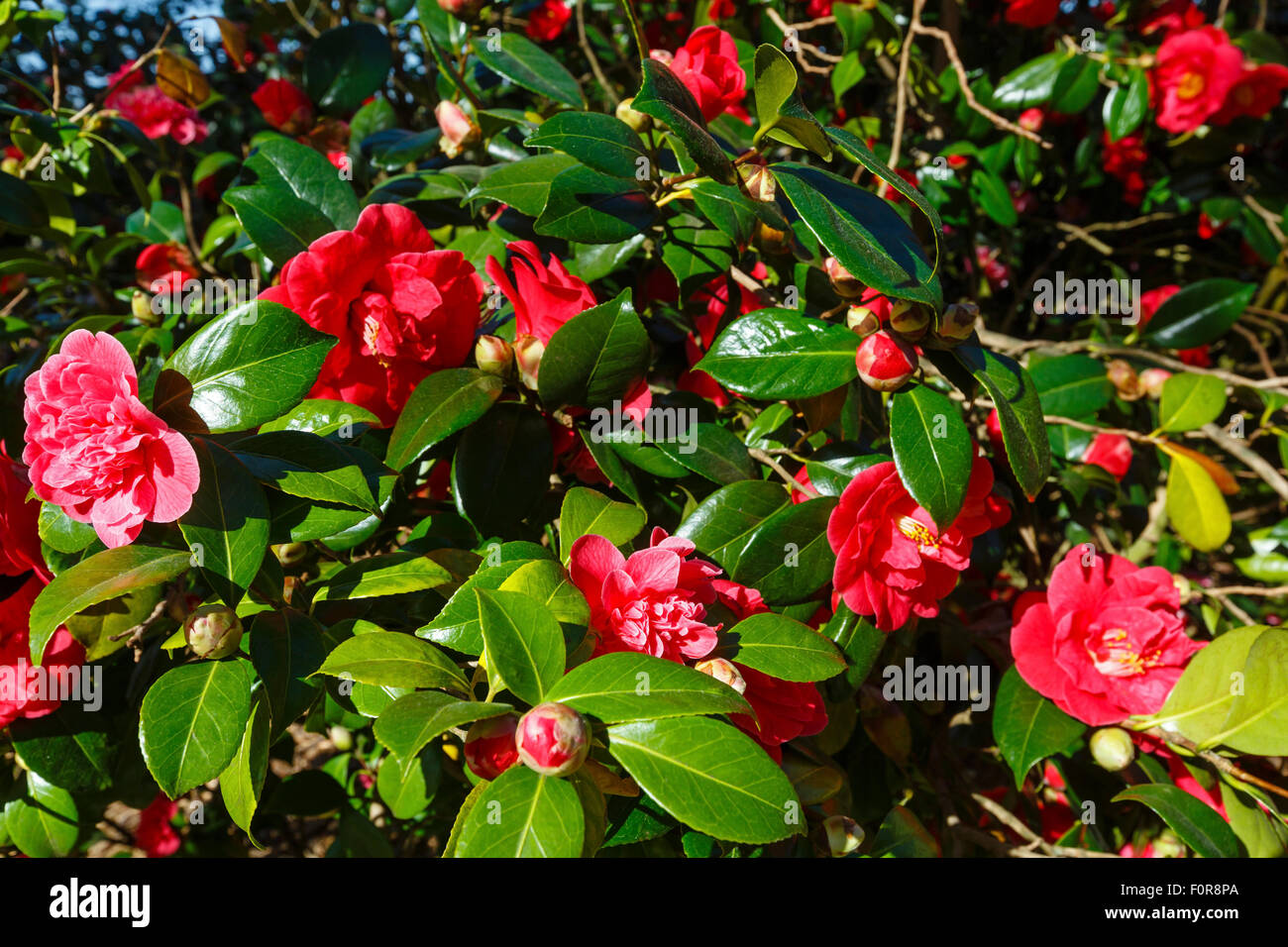 Blossoming Camellia bush with red flowers and thick leaves in spring. Stock Photo
