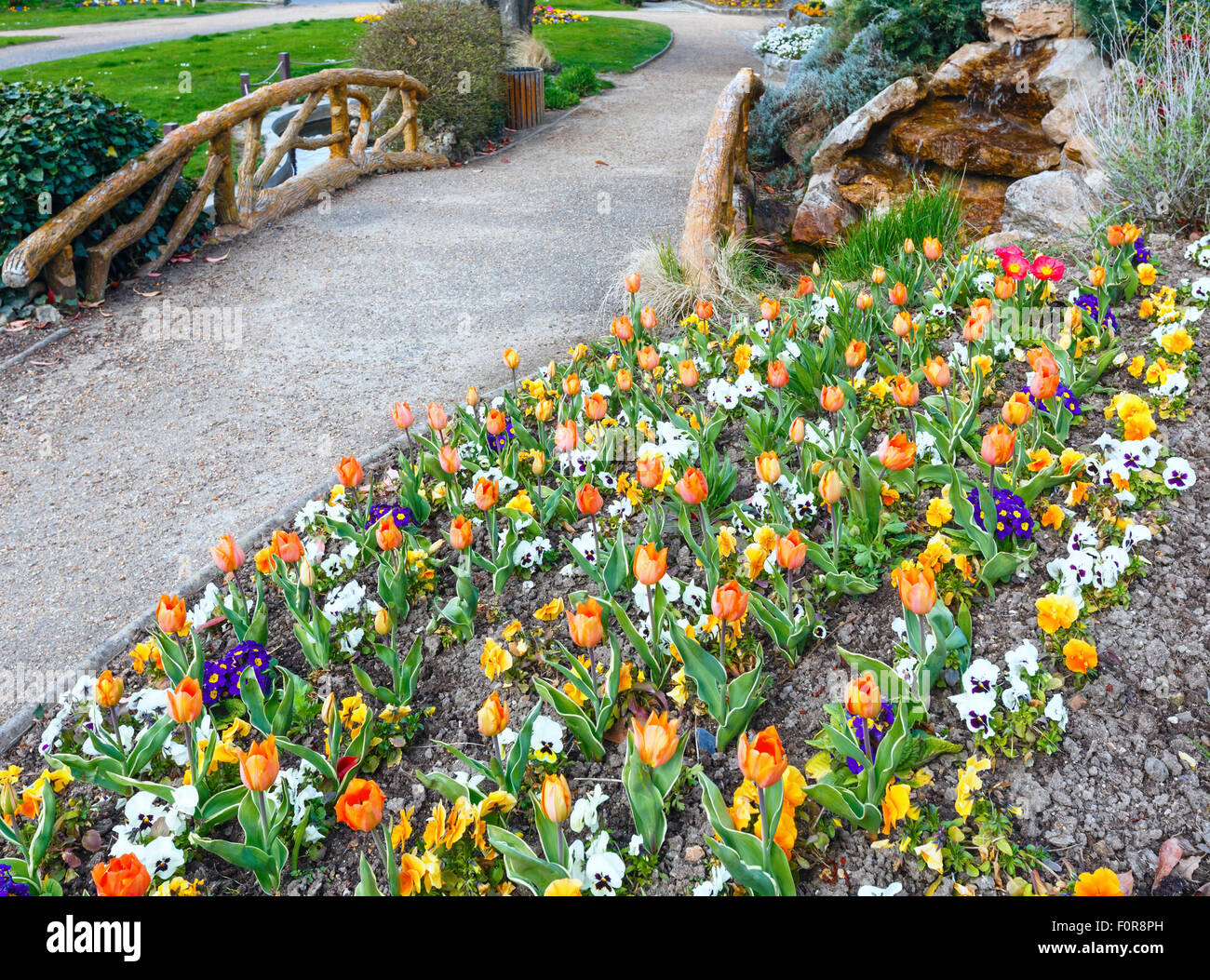 Beautiful orange tulips and Viola tricolor flowers in the spring park. Stock Photo