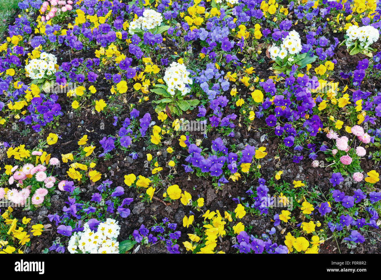 Blossoming yellow and violet Viola tricolor flowers and white primula flowers (spring background) Stock Photo