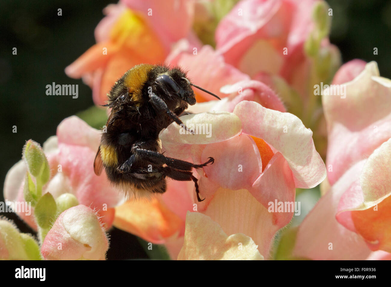 bumblebee on common snapdragon (Antirrhinum majus) Stock Photo