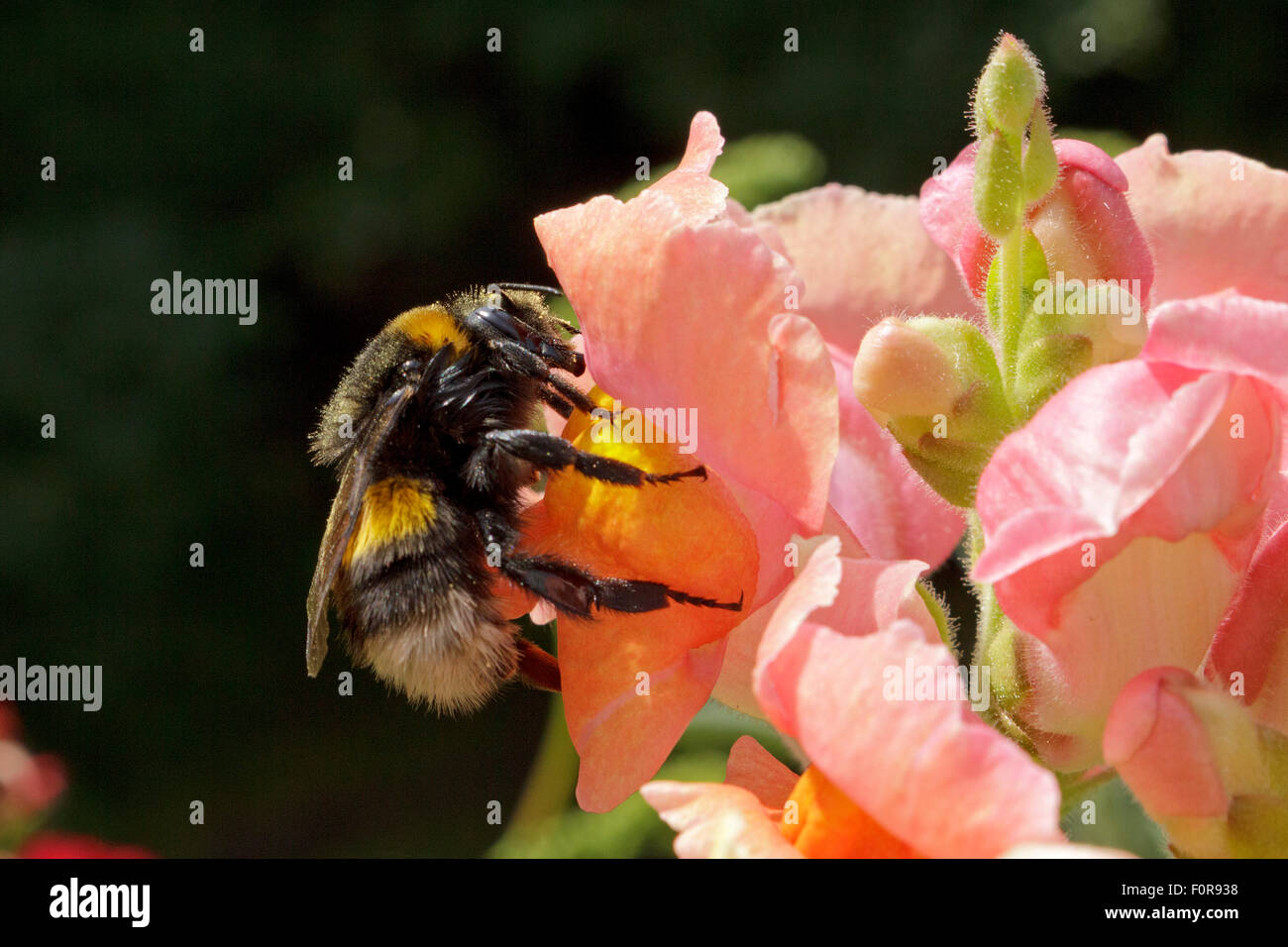bumblebee on common snapdragon (Antirrhinum majus) Stock Photo