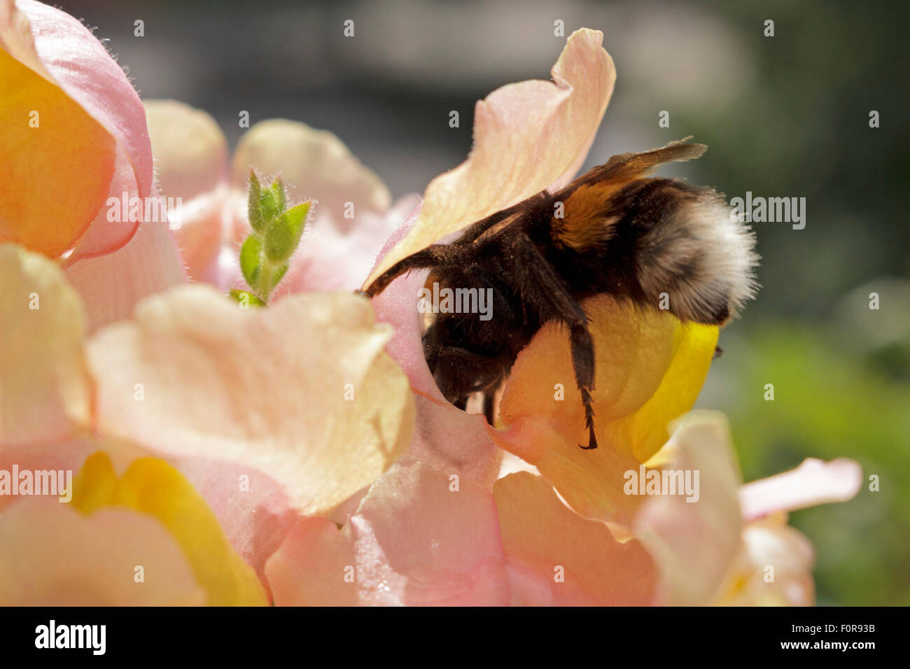 bumblebee in common snapdragon (Antirrhinum majus) Stock Photo