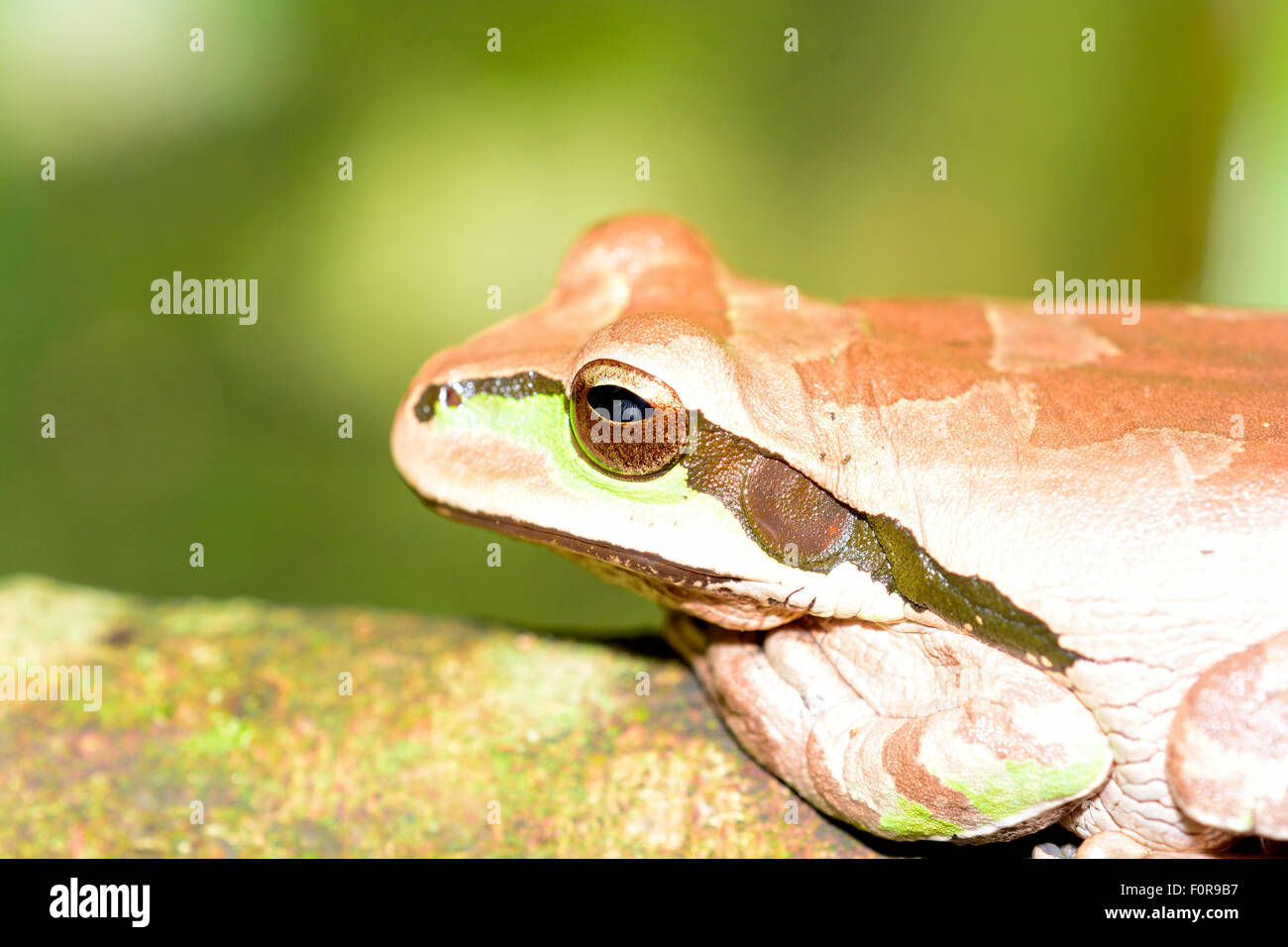 Macro shot of a tree frog in the rain forest of Panama Stock Photo