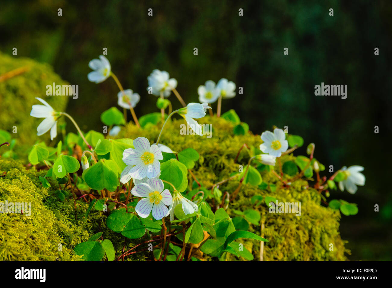 Wood sorrel Oxalis acetosella on mossy wall at edge of woodland in the English Lake District Stock Photo