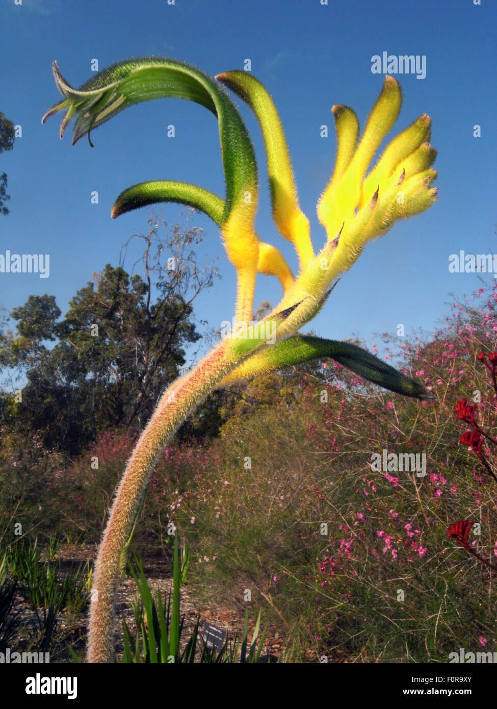 Perth, Australia. 20th Aug, 2015. New green and gold kangaroo paw flower variety called Anigozanthos 'Anniversary Gold', bred in 2015 to commemorate the 50th anniversary of the opening of the Western Australian Botanic Gardens, Kings Park, Perth, Western Australia Credit:  Suzanne Long/Alamy Live News Stock Photo
