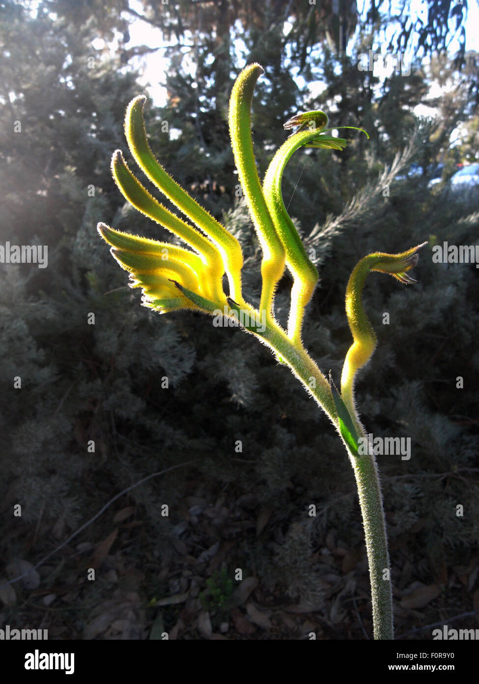 Perth, Australia. 20th Aug, 2015. New green and gold kangaroo paw flower variety called Anigozanthos 'Anniversary Gold', bred in 2015 to commemorate the 50th anniversary of the opening of the Western Australian Botanic Gardens, Kings Park, Perth, Western Australia Credit:  Suzanne Long/Alamy Live News Stock Photo