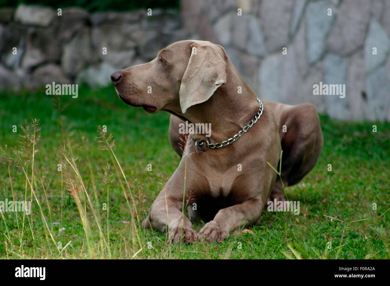 Beautiful weimarenr male dog laying on  the grass Stock Photo