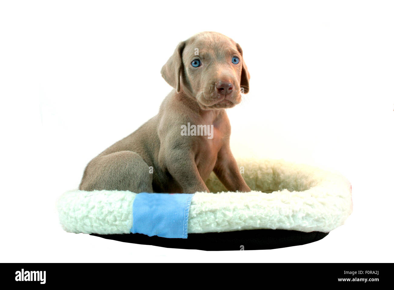 Cute female weimaraner puppy isolated on white Stock Photo