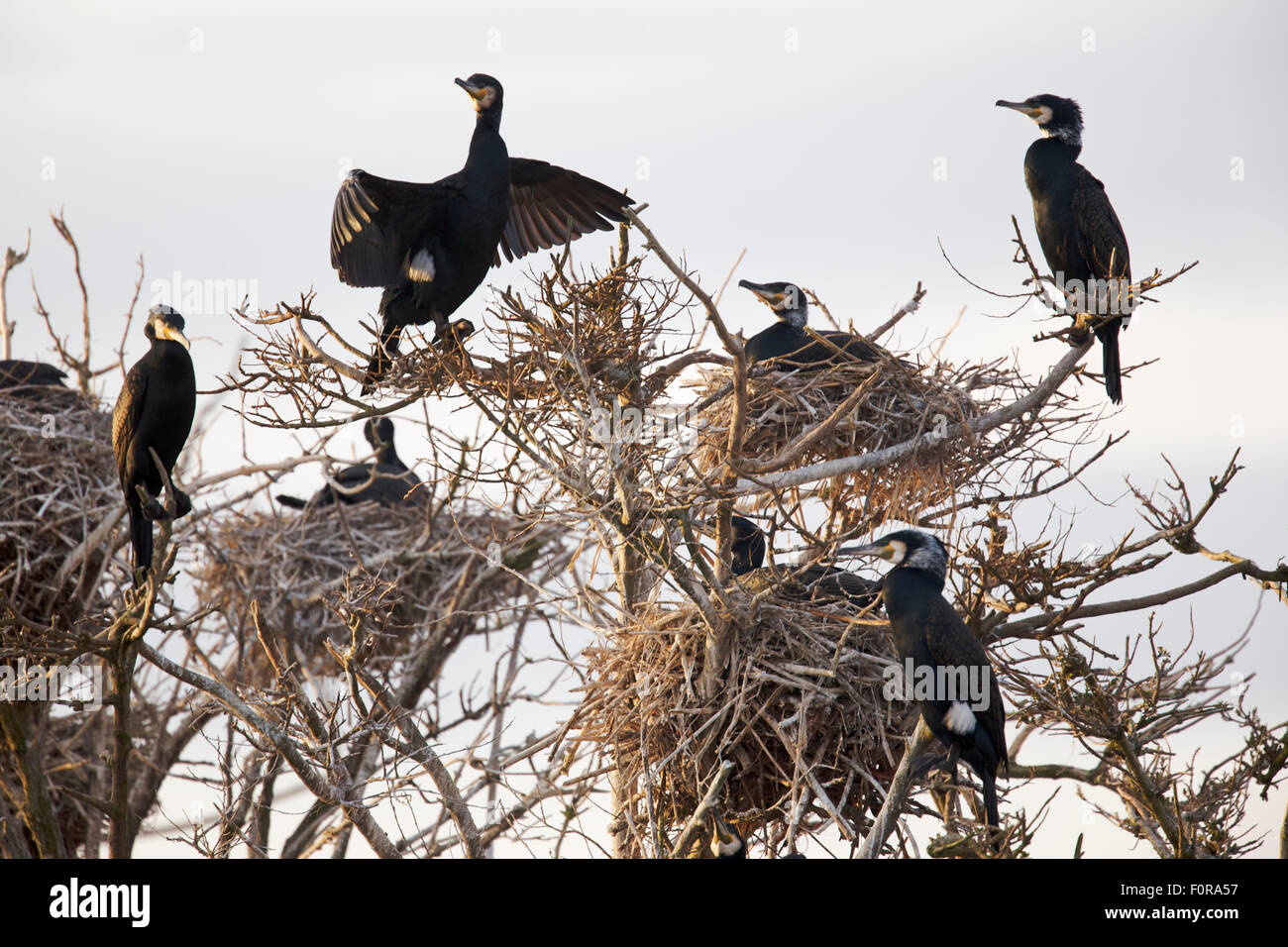 Common / Great cormorant (Phalacrocorax carbo sinensis) nesting in tree ...