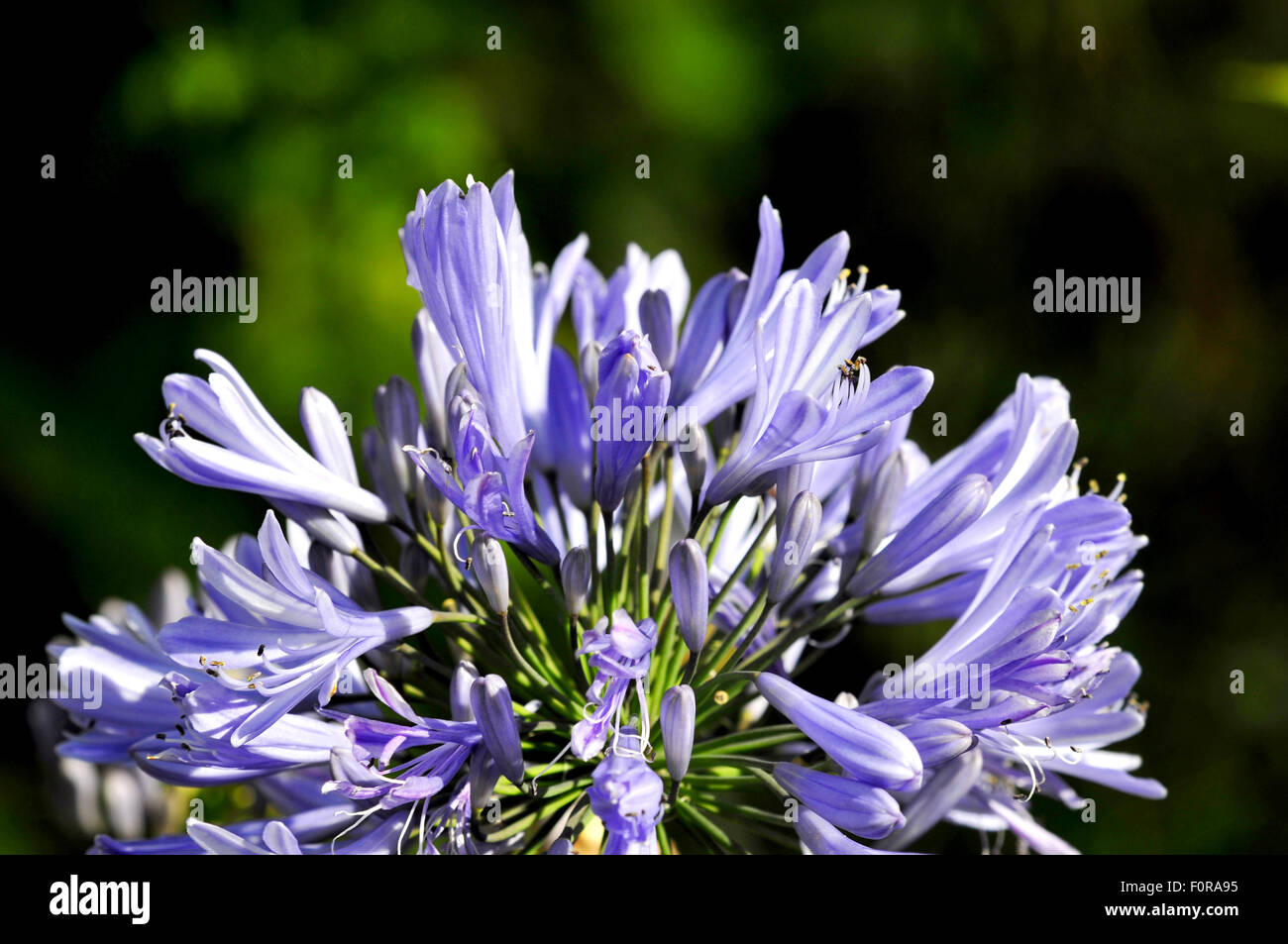 Closeup shot blue purple flower hi-res stock photography and images - Alamy