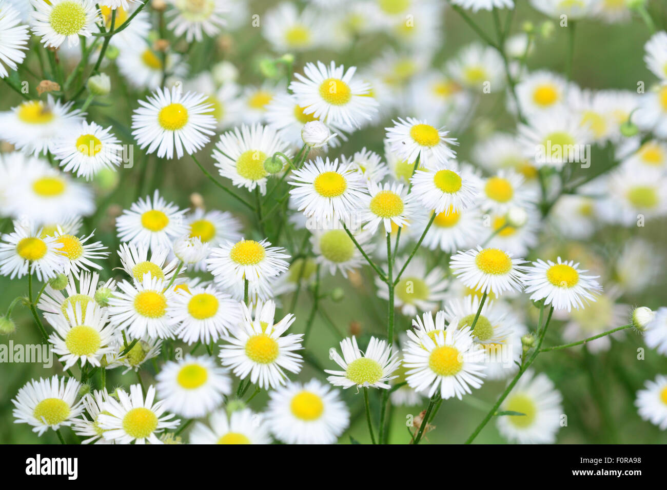 Small white daisy flowers hires stock photography and images Alamy